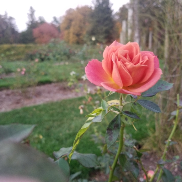 Meet The Posher - Picture 2 of 5